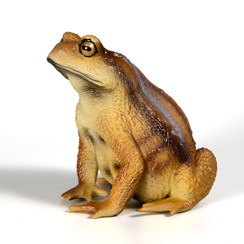 مجسم ضفدع برمائي، نموذج حشرة،  - مراجعة Kids First Education وسعره